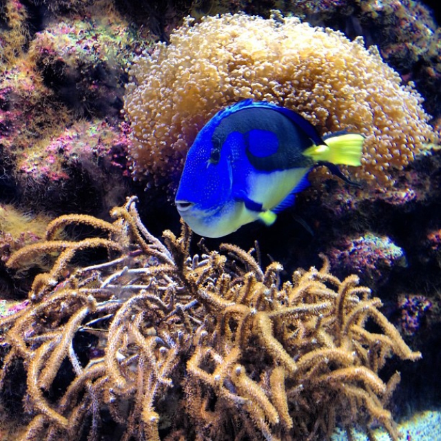 Instagram Feed: Blue Fish Photo