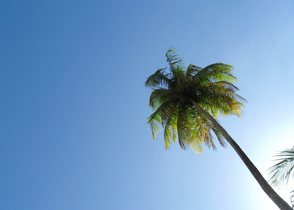 Palm tree at Toco Beach, Trinidad and Tobago