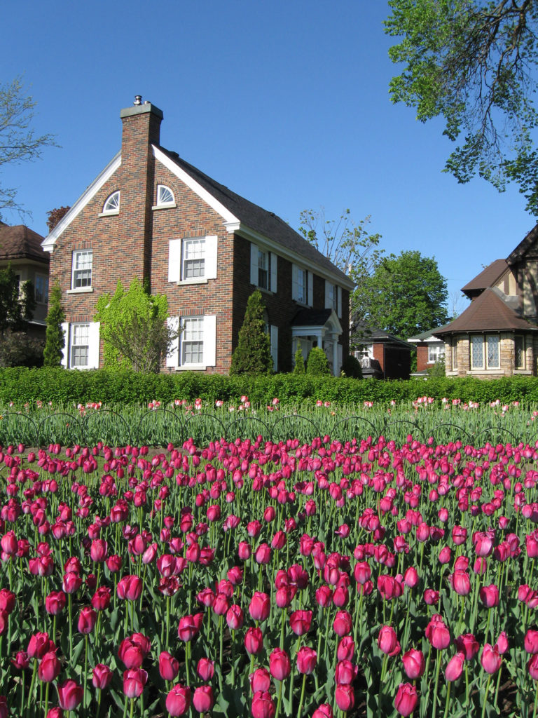 Image of tulips with a house in the back at the Tulip Festival, Ottawa, ON, Canada