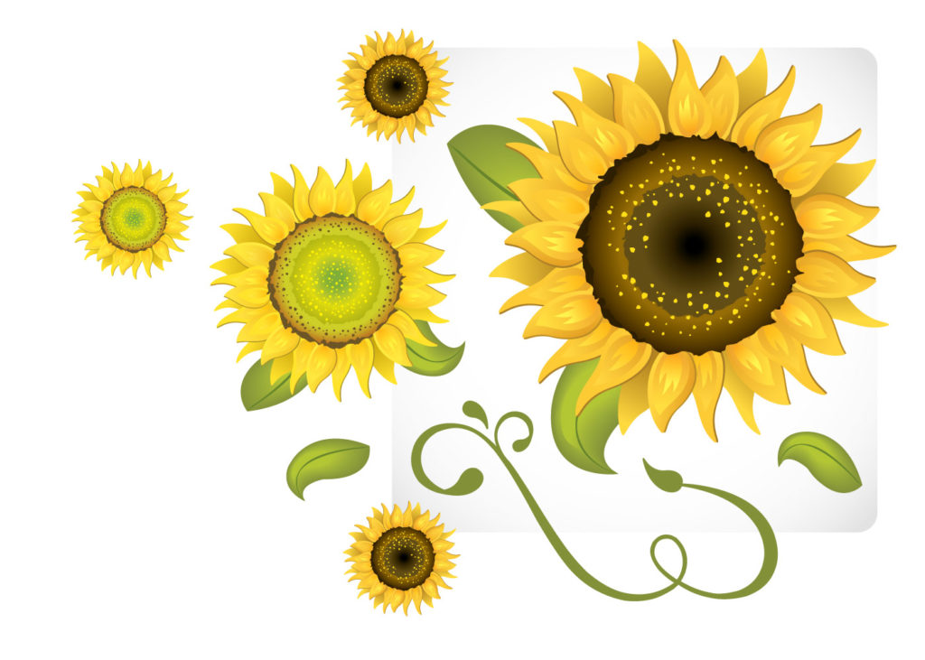 Illustration of Sunflowers